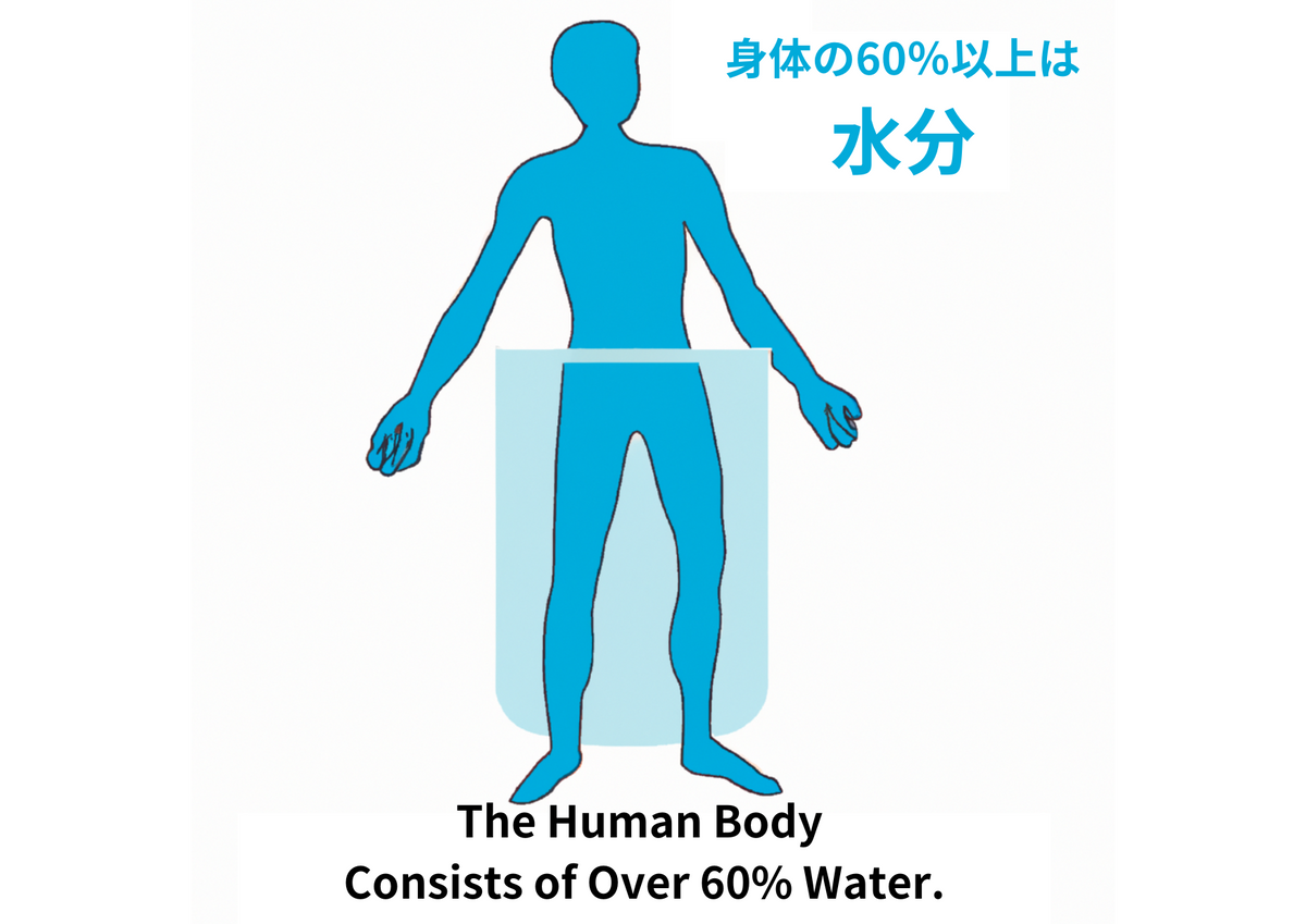 身体の成分の60％以上は水分